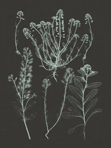 Mint and Charcoal Nature Study III