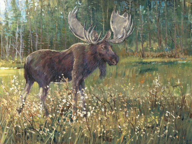 Moose in the Field