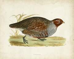 Morris Pheasants I
