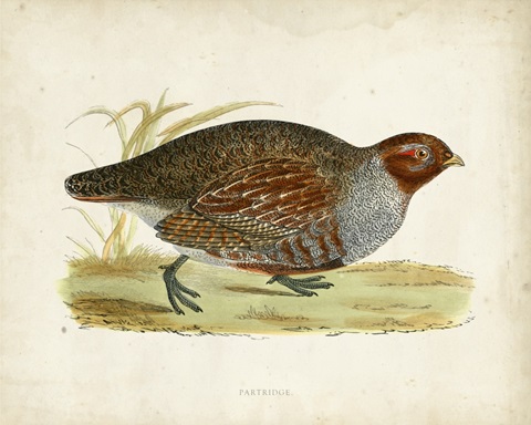 Morris Pheasants I