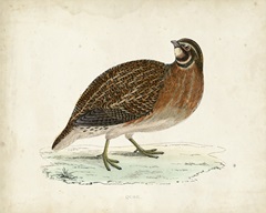 Morris Pheasants IV