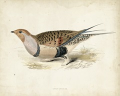 Morris Pheasants V