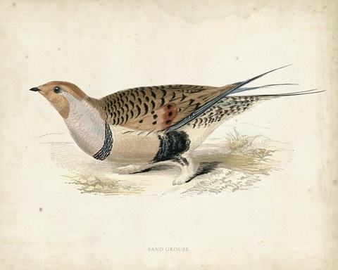 Morris Pheasants V