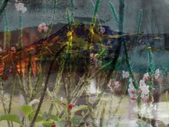 Mountain Wildflowers I