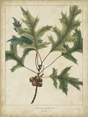 Oak Leaves and Acorns IV