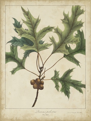 Oak Leaves and Acorns IV
