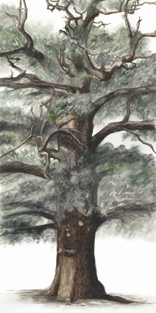 Oak Tree Composition I