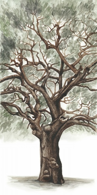 Oak Tree Composition II