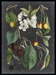 Orchard Varieties II