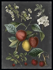 Orchard Varieties III