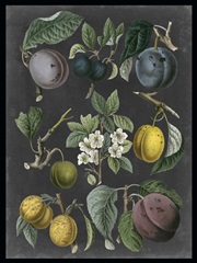 Orchard Varieties IV