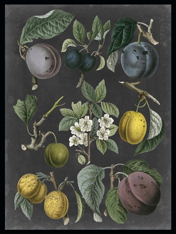 Orchard Varieties IV