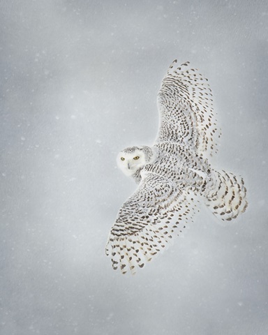 Owl in Flight II