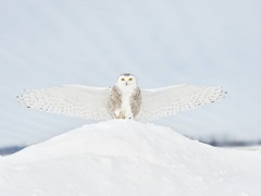 Owl in Flight III
