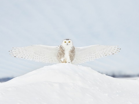 Owl in Flight III