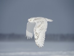 Owl in Flight IV