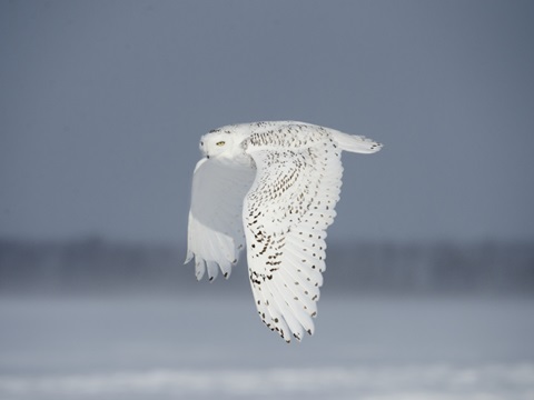 Owl in Flight IV