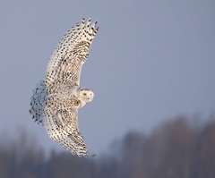 Owl in Flight V