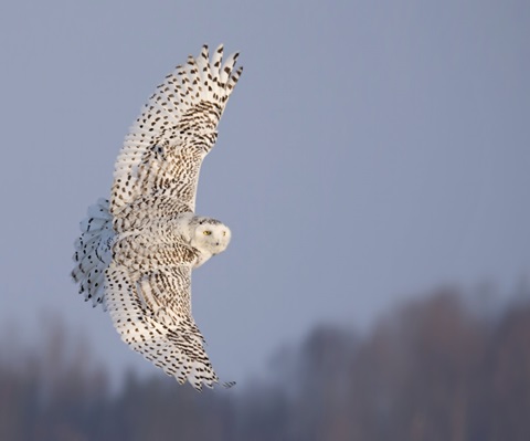Owl in Flight V