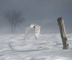 Owl in Flight VI