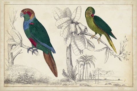 Parrot Pair I