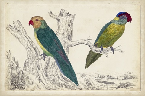 Parrot Pair II