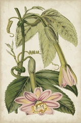 Passion Flower Botanical