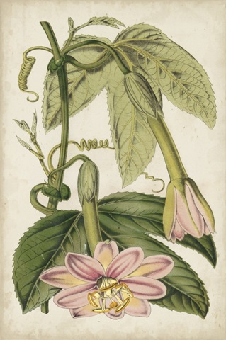 Passion Flower Botanical