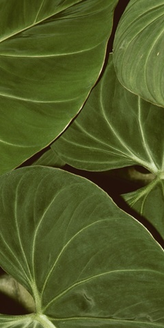 Patterned Nature III