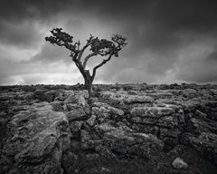Pavement and Tree II