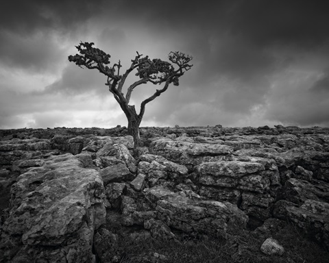 Pavement and Tree II