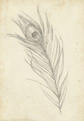 Peacock Feather Sketch I