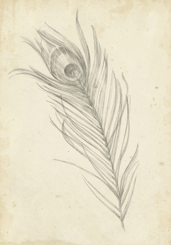 Peacock Feather Sketch I