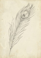 Peacock Feather Sketch II