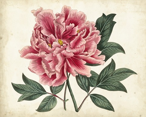 Peony Garden I