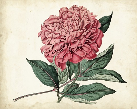 Peony Garden II