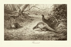 Pheasant