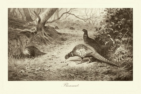 Pheasant
