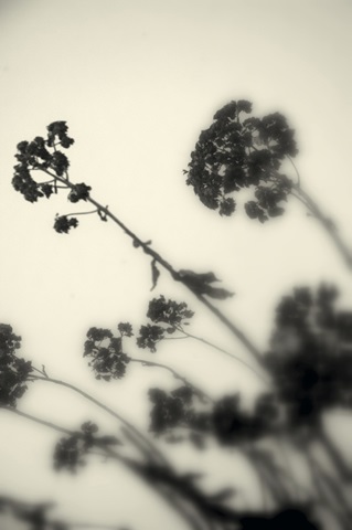 Photography/Landscape 154