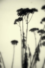 Photography/Landscape 156