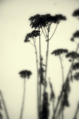 Photography/Landscape 156