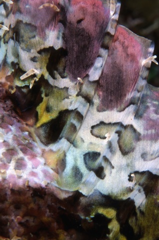 Pink Marvel - Indonesia