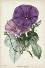 Plum Morning Glory