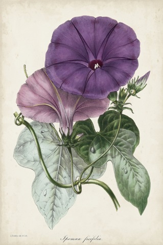 Plum Morning Glory