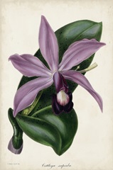Plum Orchid