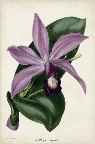 Plum Orchid