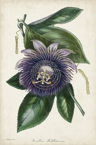 Plum Passion Flower