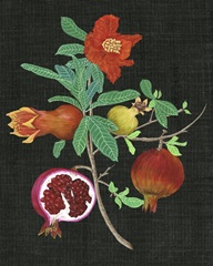 Pomegranate Study II