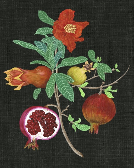 Pomegranate Study II