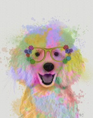 Poodle Rainbow Splash